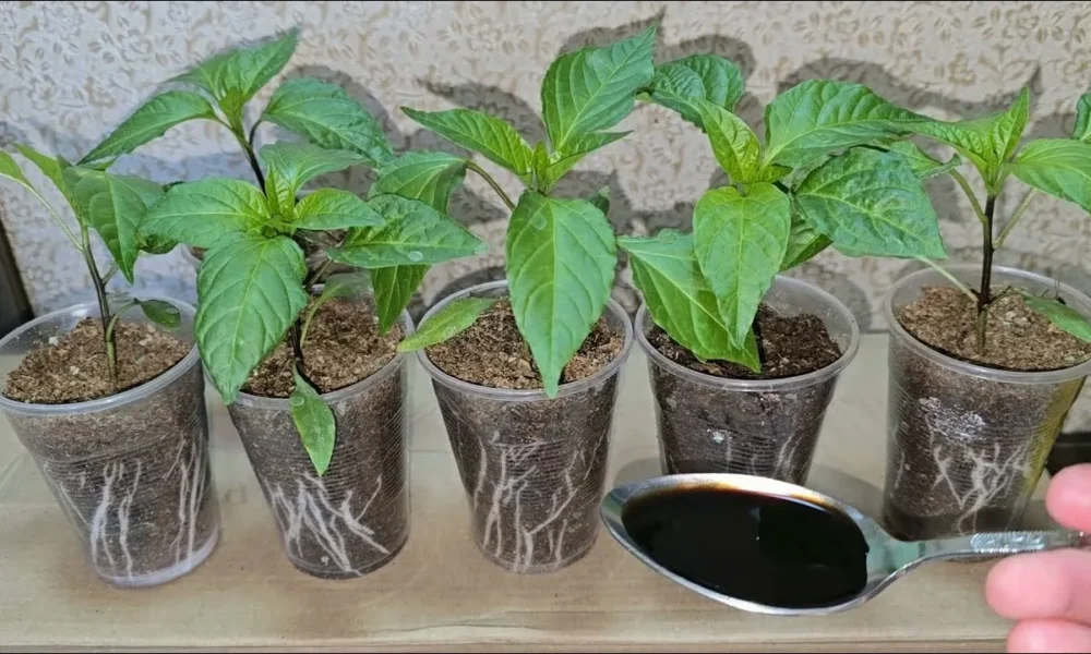 рассада перца