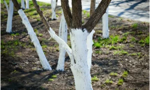 Побелка деревьев