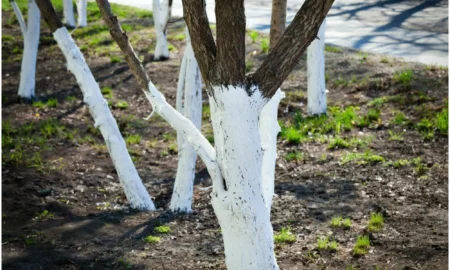 Побелка деревьев