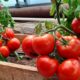 томаты