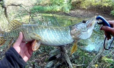 ловля щуки