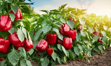 сладкий перец