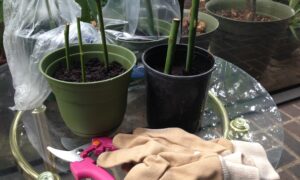 черенкование