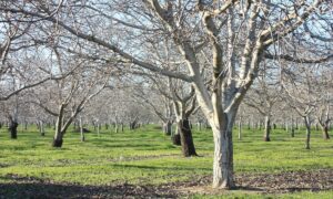 яблоневый сад