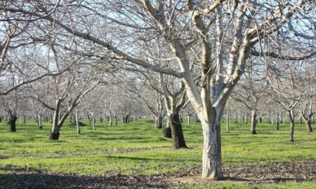 яблоневый сад