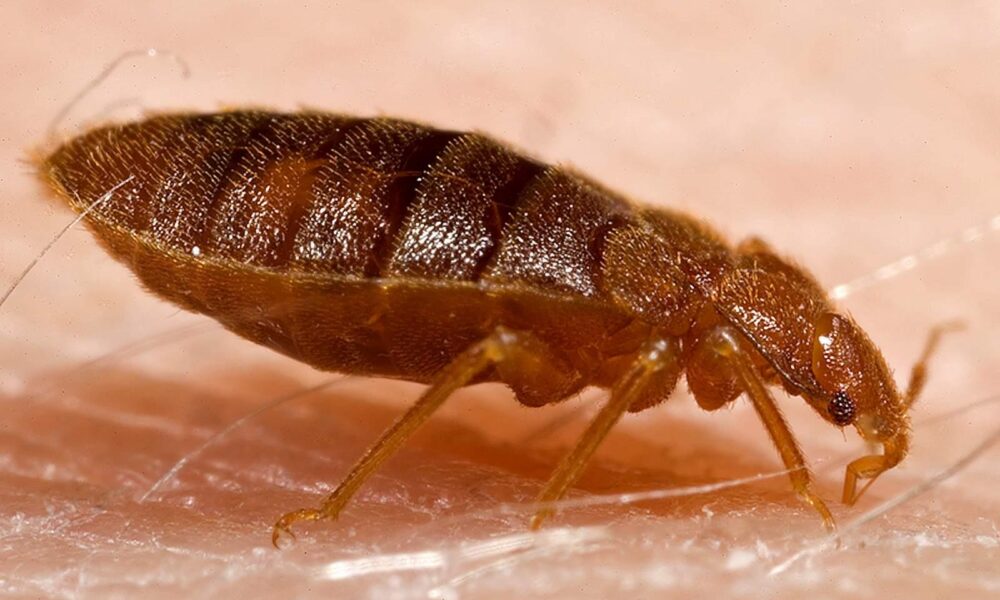 постельный клоп