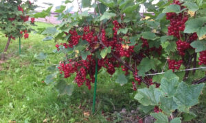 красная смородина