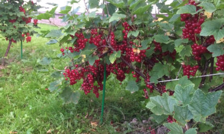 красная смородина