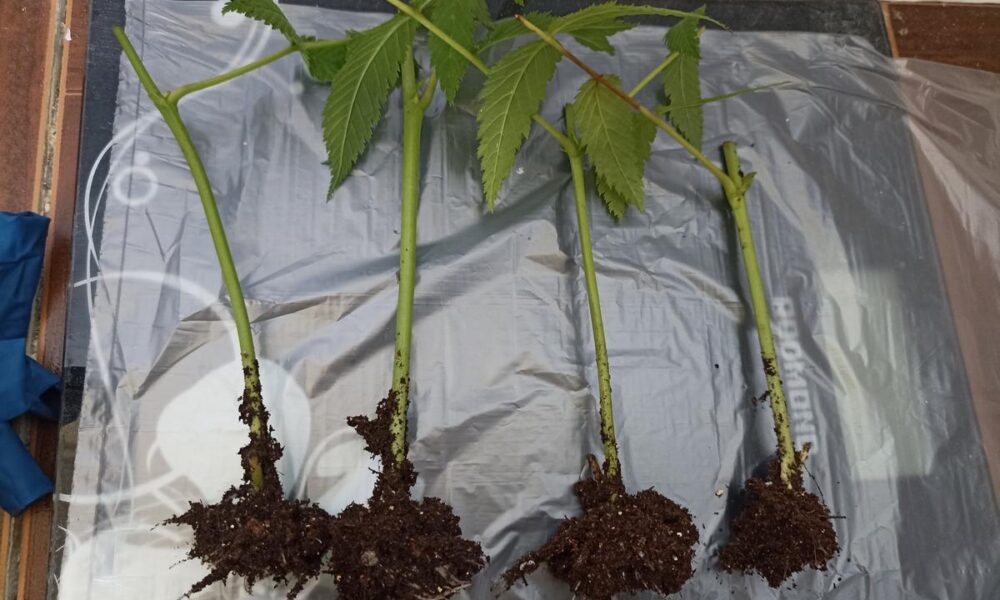 черенкование