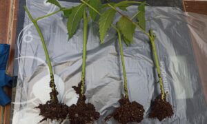 черенкование