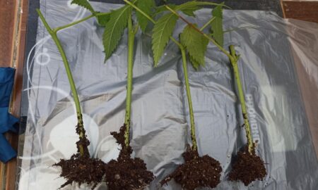 черенкование