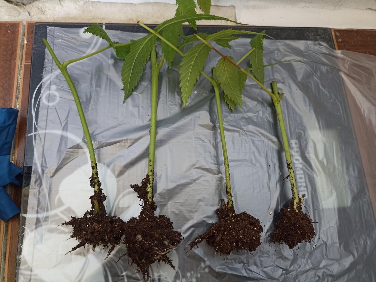 черенкование