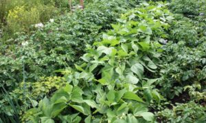 Фасоль кустовая