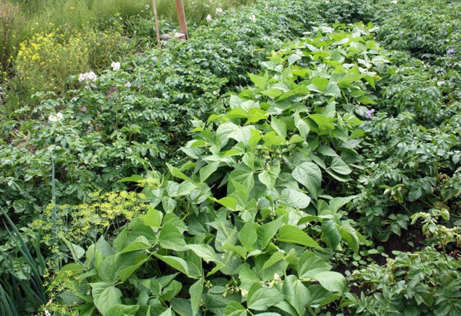 Фасоль кустовая