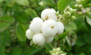 снежноягодник