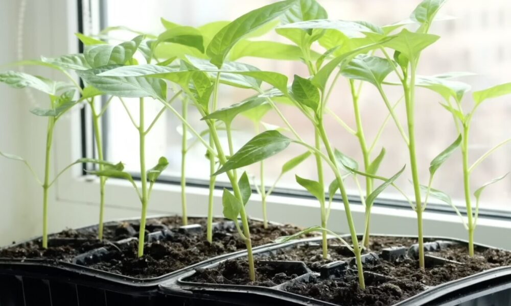 рассада перца