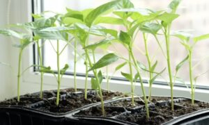 рассада перца