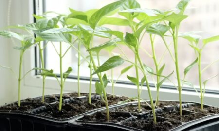 рассада перца