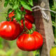 помидоры