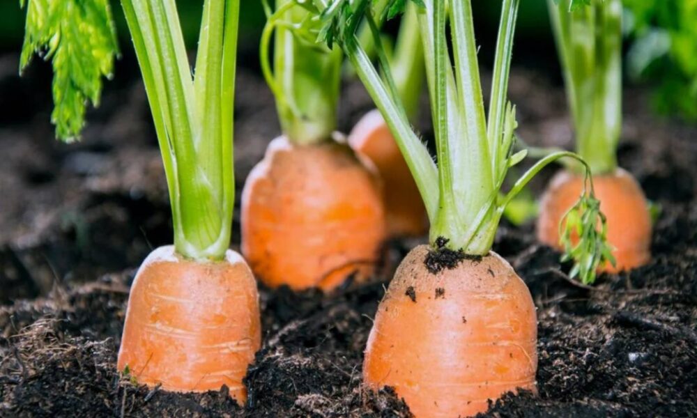 морковь на грядке