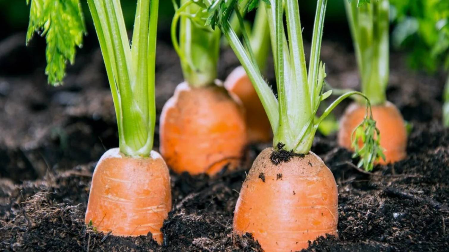 морковь на грядке