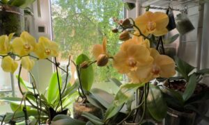 орхидея дома
