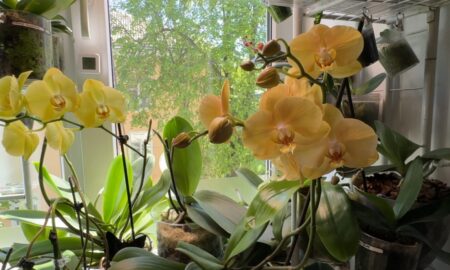 орхидея дома