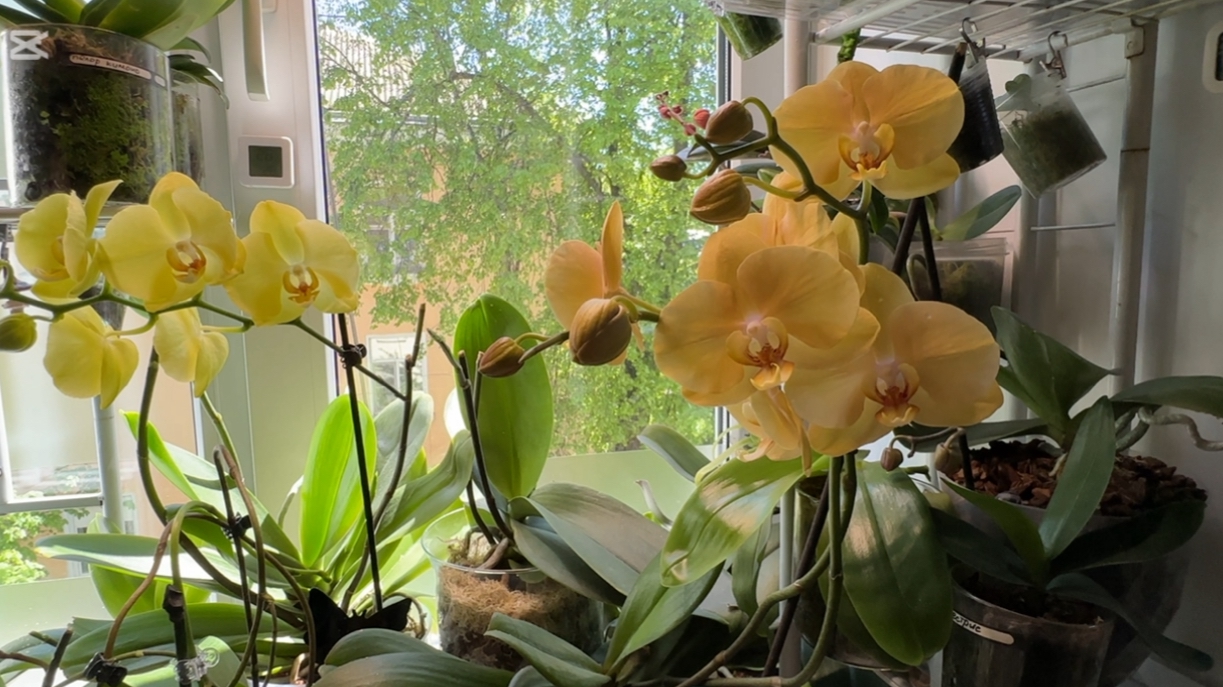 орхидея дома