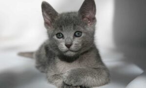 Русская голубая кошка