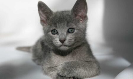 Русская голубая кошка