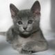 Русская голубая кошка