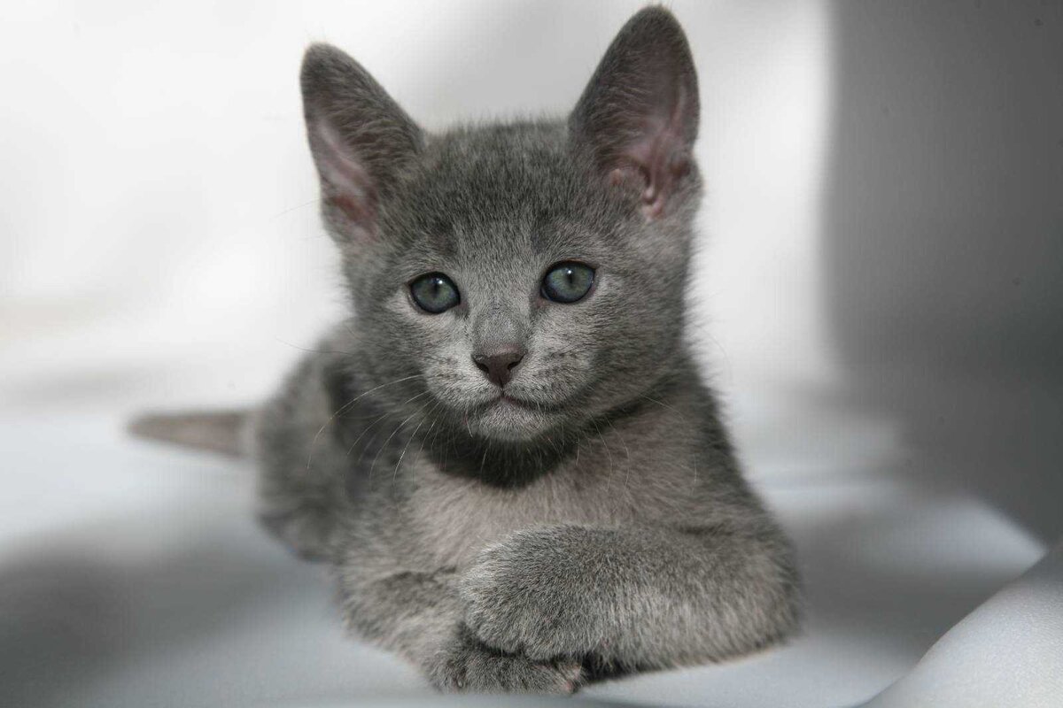 Русская голубая кошка