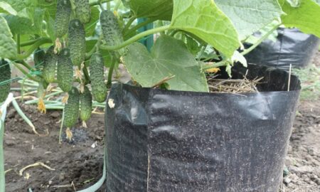 огурцы в мешках