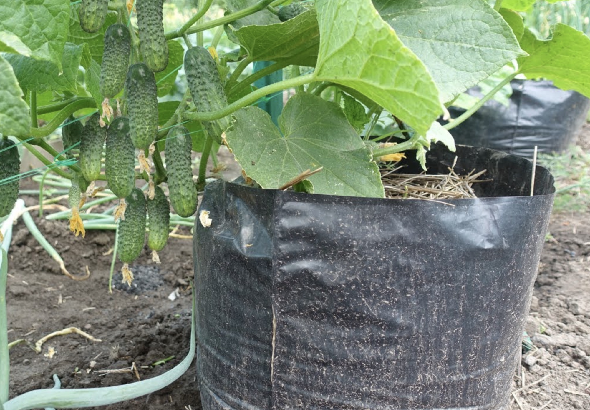 огурцы в мешках