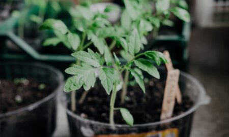 рассада томатов