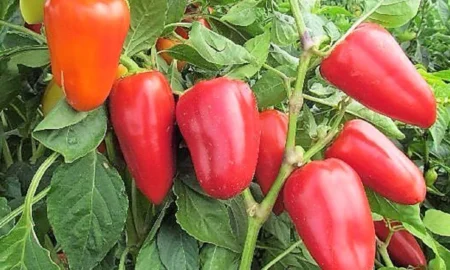 сладкий перец