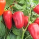 сладкий перец