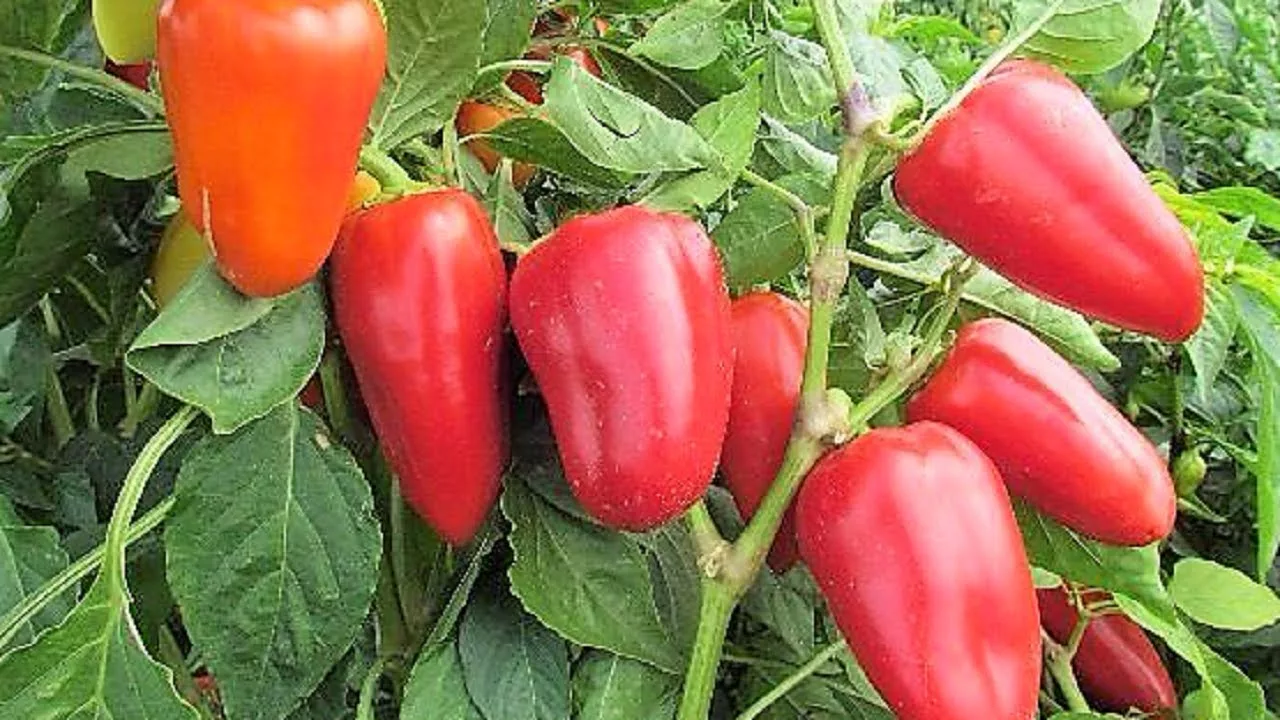 сладкий перец