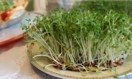 Кресс-салат