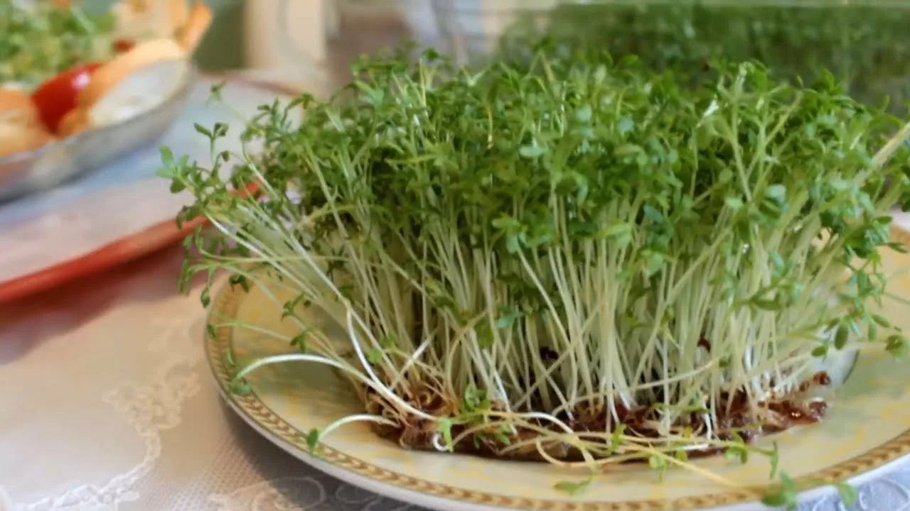Кресс-салат