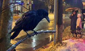 Птицы возвращаются в Боровичи