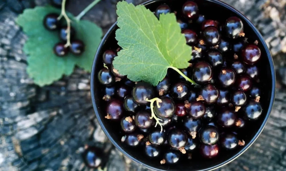 Смородина в ведре