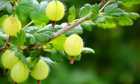 Крыжовник на ветке