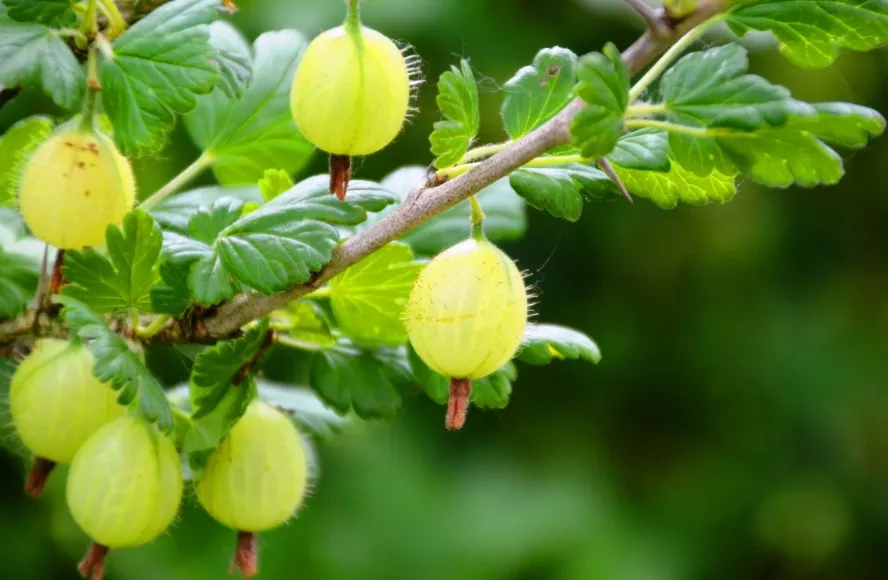 Крыжовник на ветке