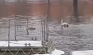 Лебеди в Волхове