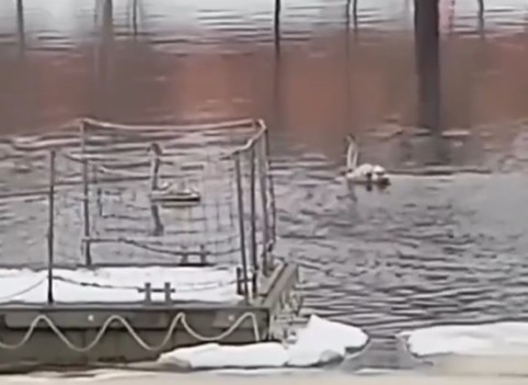 Лебеди в Волхове