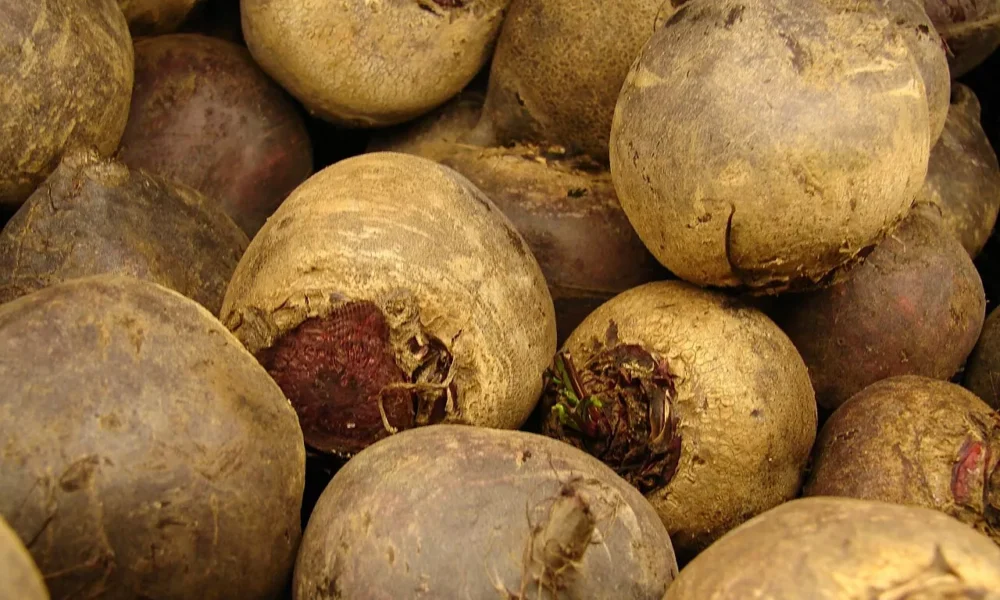 Куча свеклы