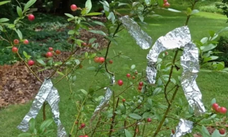 Фольга на деревьях