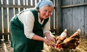 Бабушка ухаживает за курами