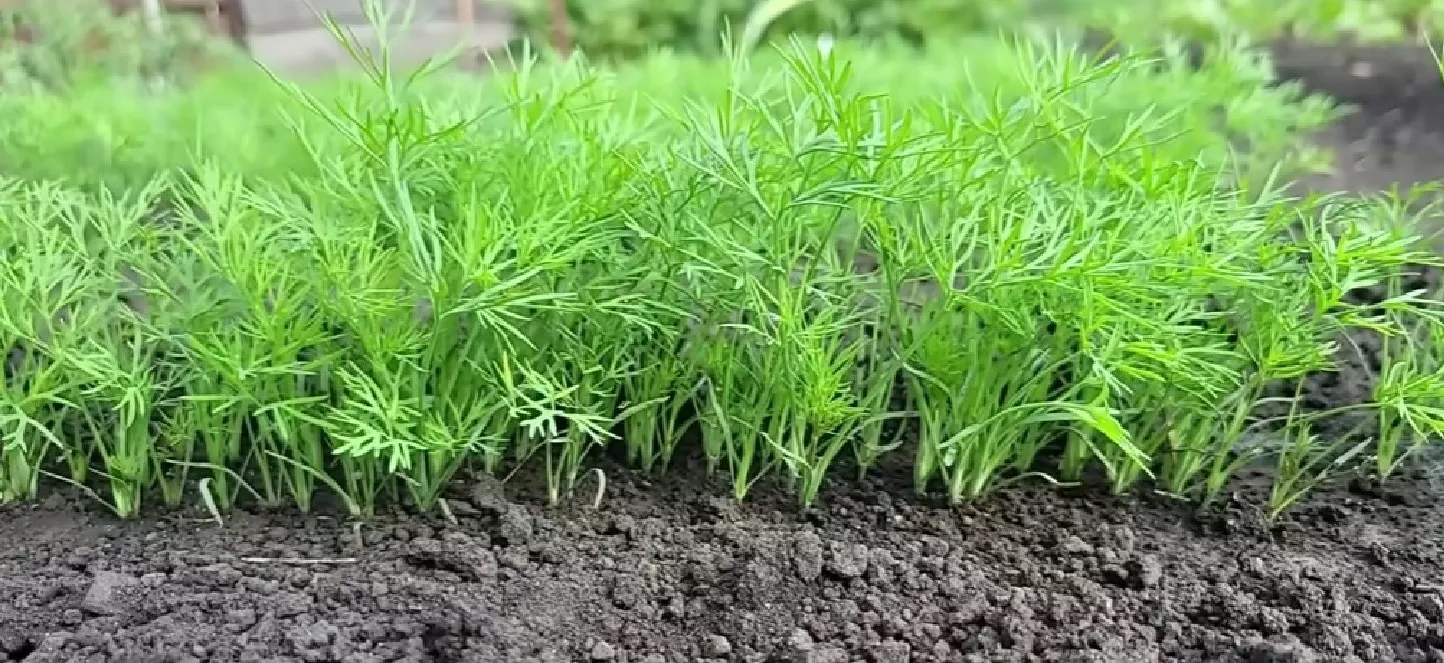 Укроп на грядке